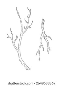 Vector set of branches. Hand drawn illustration with branches without leaves. Vector graphics, botanical realistic branches isolated on white background. Branch, snag. For design and decoration