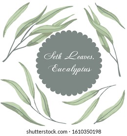 Vector Set of branches and leaves of eucalyptus. The sprouts are made using the watercolor technique. Ideal for paper, gift and textile products. Design greeting cards and wedding invitations, birthda