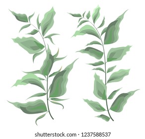 Vector set of branches with leaves. Green elements of flora. All elements are isolated. Green plants in watercolor style.