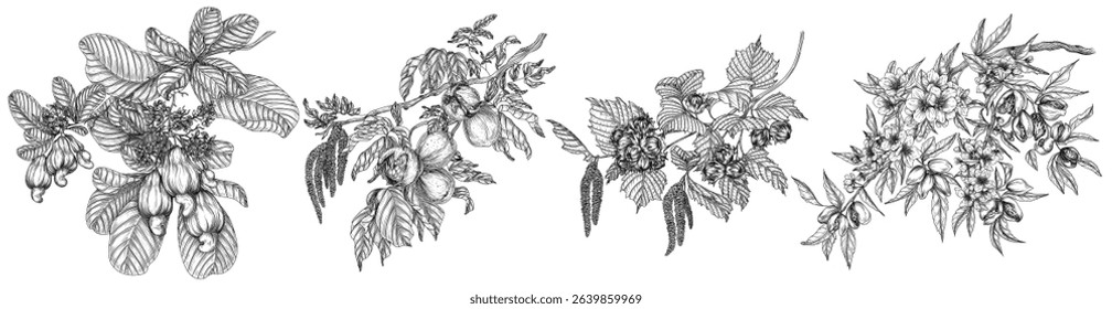 Vector set with branches of nuts. Collection with almonds, hazelnuts, cashews, walnuts in engraving style. Growing superfood	
