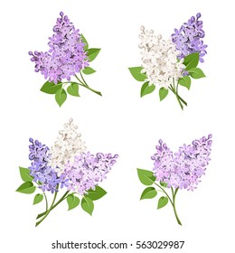 Vector set of branches of purple and white lilac flowers isolated on a white background. svg