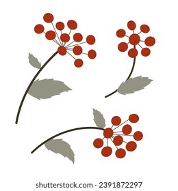 Vector set of branches with red berries. Rowan tree berry flat cartoon stylized illustration isolated on white background. Floral decorative elements for Christmas, winter holidays, autumn design