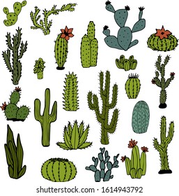 Vector set of bright cacti, aloe and leaves. Collection of exotic plants. Decorative natural elements are isolated on white. Cactus with flowers.