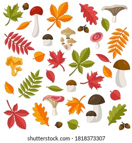 Conjunto de vectores de hojas de otoño de colores vivos: roble, arce, castaño, rowan, abedul, linden y setas silvestres comestibles. Aislar sobre un fondo blanco