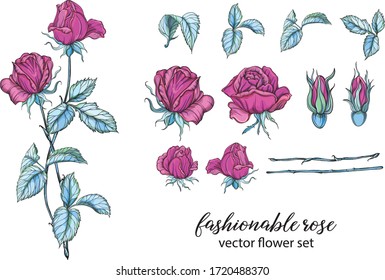 conjunto vectorial de colores rosas brillantes. Rose es rosa.