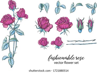 Vektorset mit hellen Rosenfarben. Rose ist rosa.