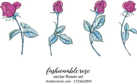 conjunto vectorial con colores de rosa brillante. Rose es rosa.