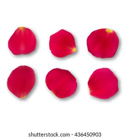 Vector set bright roses petals lie. A lot of pink petals on white background. Nature view from above.