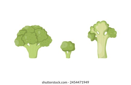  Vector set with broccoli. Hand drawn broccoli from different angles