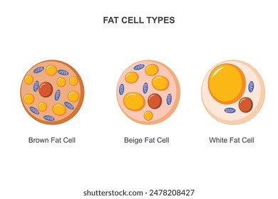 Vector conjunto de células grasas marrones, beige y blancas. Ilustración de tejido adiposo.