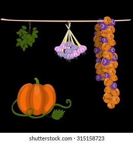 Vector set with a bunch of garlic, onion, pumpkin, parsley