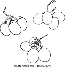 Conjunto vectorial de racimos de uvas. Color negro