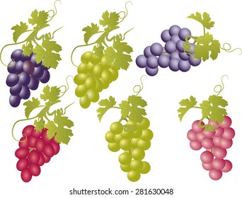 Vector set of bunches of grapes.