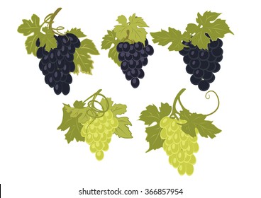Vector set of bunches of grapes.