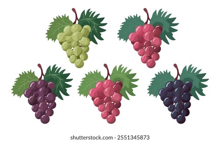 Conjunto de Vector racimos de uvas. Uvas, ilustración aislada sobre fondo blanco