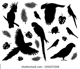 Vector set bundle of black different parrots silhouette isolated on white background