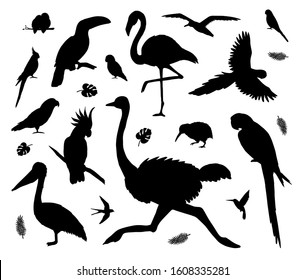 Vector set bundle of black tropical wild birds silhouette isolated on white background