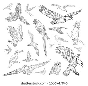 Vector set bundle of different hand drawn doodle sketch wild birds isolated on white background