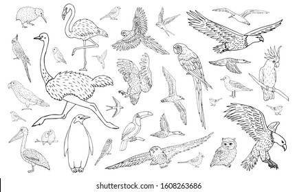 Vector set bundle of different hand drawn doodle sketch wild birds isolated on white background