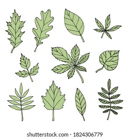 Vector set bundle of green hand drawn doodle sketch leaves isolated on white background