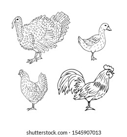 Vector set bundle of hand drawn doodle sketch domestic birds isolated on white background