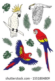 Vector set bundle of hand drawn doodle sketch colored different parrots isolated on white background