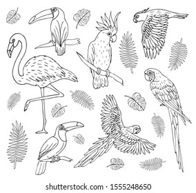 Vector set bundle of hand drawn doodle sketch outline tropical birds isolated on white background