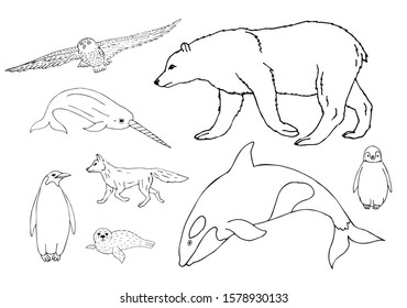 Vector set bundle of hand drawn doodle sketch polar north animals isolated on white background