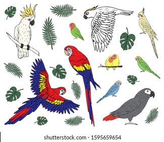 Vector set bundle of hand drawn doodle sketch colored different parrots isolated on white background