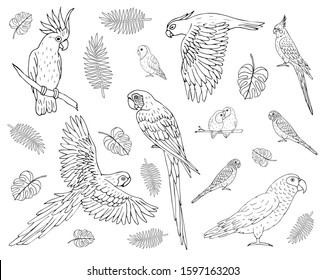 Vector set bundle of hand drawn doodle sketch different parrots isolated on white background