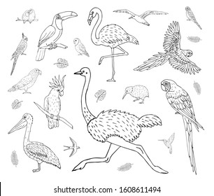 Vector set bundle of hand drawn doodle sketch tropical wild birds isolated on white background