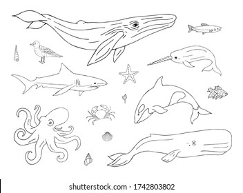 Vector set bundle of hand drawn doodle sketch sea animals and fish isolated on white background