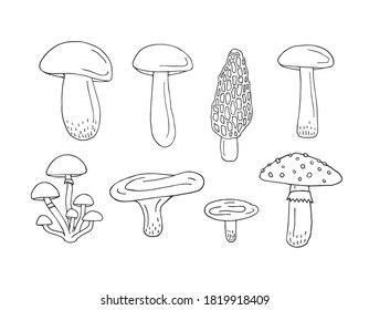 Vector set bundle of hand drawn doodle sketch mushroom isolated on white background