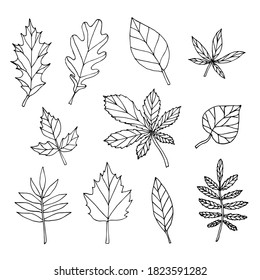 Vector set bundle of hand drawn doodle sketch leaves isolated on white background