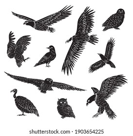 Vector set bundle of hand drawn doodle wild predator birds isolated on white background