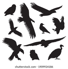 Vector set bundle of hand drawn wild predator bird silhouette isolated on white background