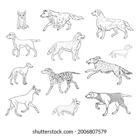 Vector set bundle of hand drawn doodle sketch dog isolated on white background