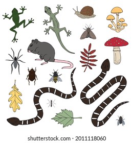 Vector set bundle of hand drawn doodle sketch colored forest animal rodent reptiles and insects isolated on white background