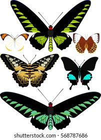 vector set of butterflies of Asia