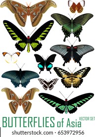 vector set of butterflies of Asia isolated on white