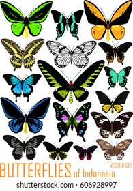 vector set of butterflies of Indonesia isolated on white