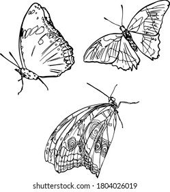 Vector set of butterflies isolated on white background. Insects icon for printing on paper, clothes, logo, coloring, blank for designers