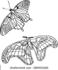 Vector set butterflies isolated on white background. Insects icon for printing on paper, clothes, logo, coloring, blank for designers