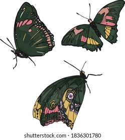 Vector set of butterflies isolated on white background. Insects icon for printing on paper, clothes, logo, coloring, blank for designers