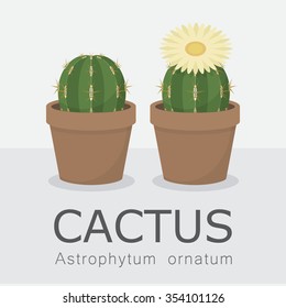 Vector set of cacti, Cactus and succulent plants, Astrophytum ornatum