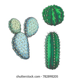 Vector set of cacti. Vintage hand drawn illustration with succulents in engraving style isolated on white. Sketches of floral elements for design