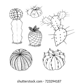 Vector set of cactus. Hand drawn botanical art isolated on white background. Desert plants cactus collection. Use for your design.