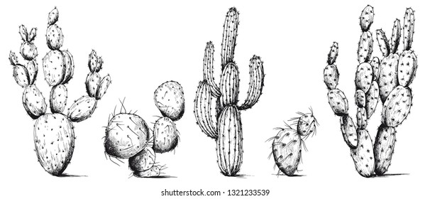 Vector set of cactus plants. Hand drawn illustration. Black and white sketch. Isolated elements for design.