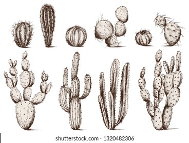 Vector set of cactus plants. Isolated elements for design.