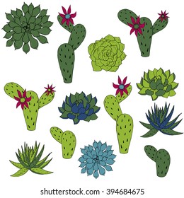 vector set of cactus and succulents, hand drawn isolated natural  elements